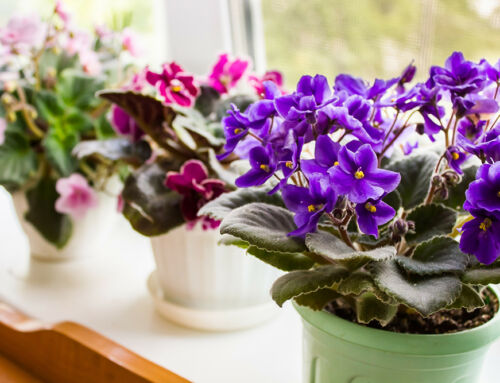 Bringing the great outdoors in—with windowsill gardening.