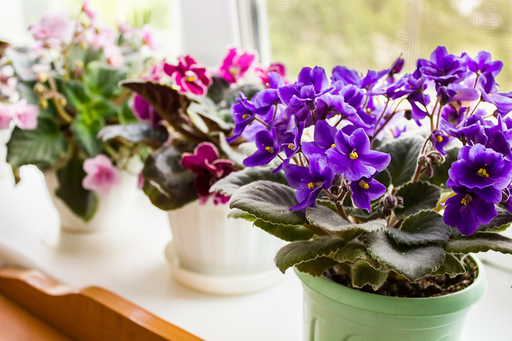 windowsill gardening